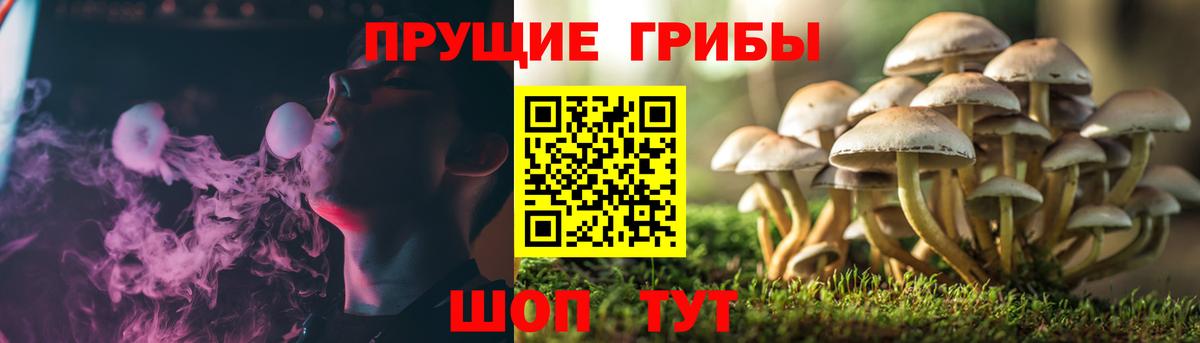 Псилоцибиновые грибы Psilocybe Прокопьевск